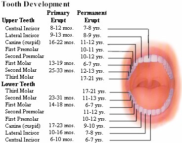 Tooth Eruption Guide
